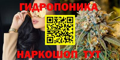 шишки Изобильный
